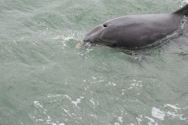 Up close shot  of Fungi- this dolphin has been in Dingle Bay since 1983