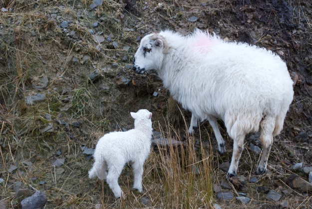 Mama sheep helping her little lamb on the side of the road